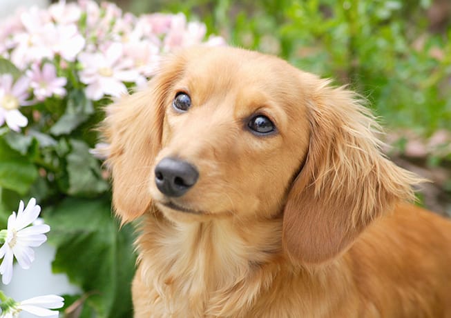 豊中市の志水動物病院 犬や猫などの病気の治療 予防